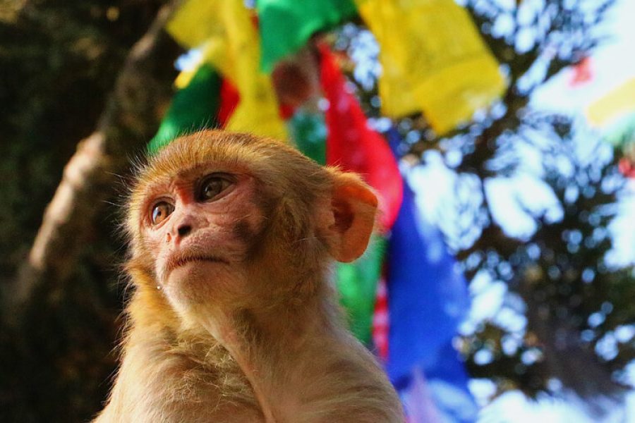 India and Nepal Tour