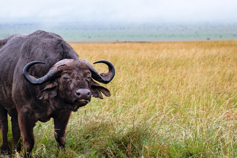 Masai Mara budget safari