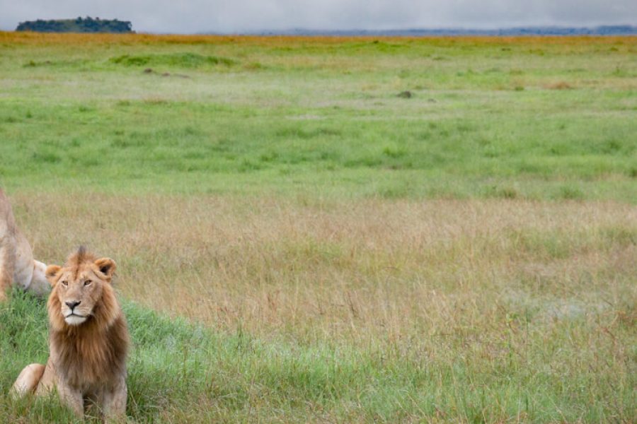 Masai Mara National Reserve