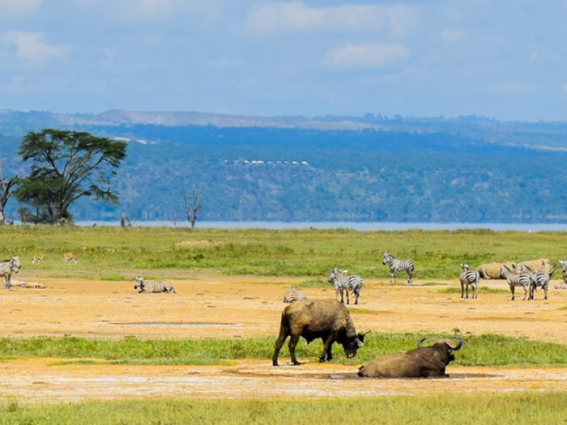 Kenya Budget Holiday Safari