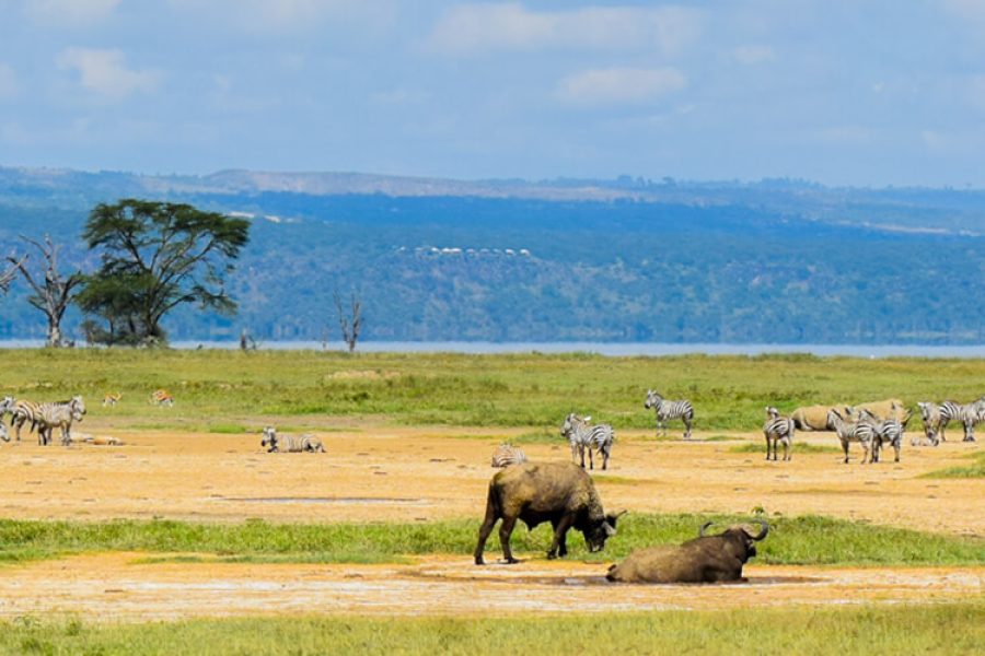 Kenya Budget Holiday Safari