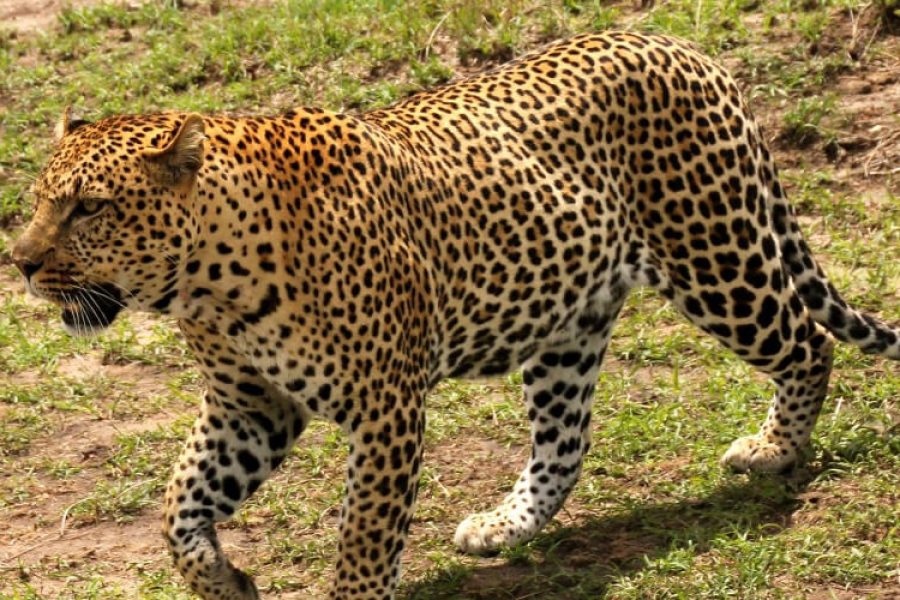 Masai Mara Lake Nakuru Amboseli Tour