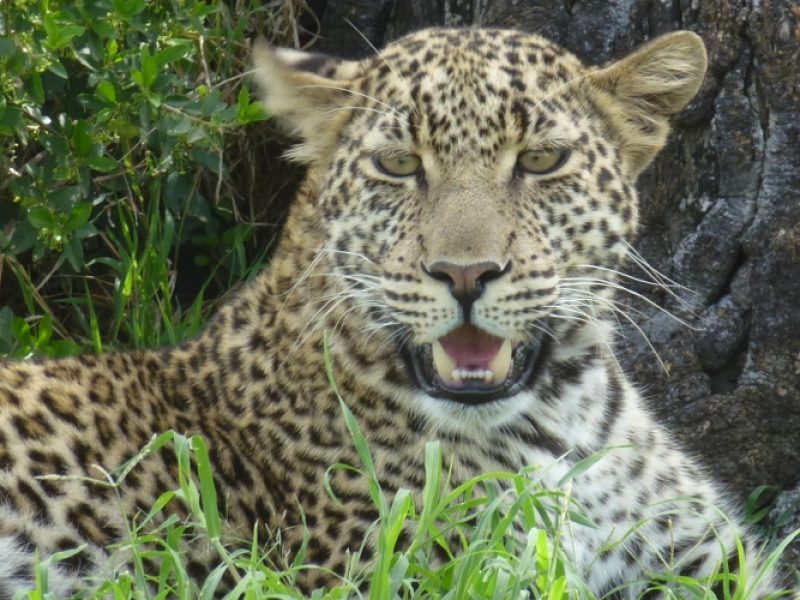 Kenya Lodge Safari Wildlife Adventure Tour