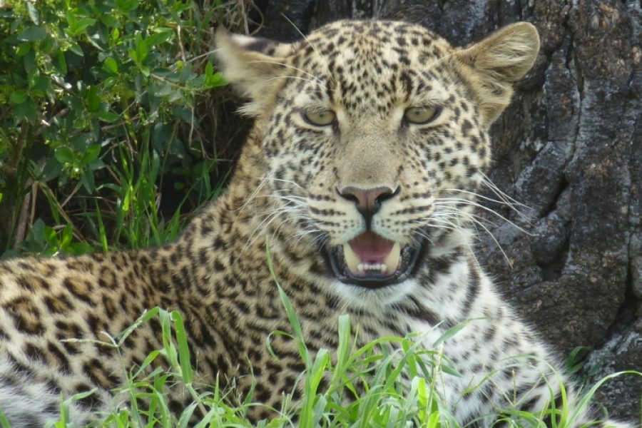 Kenya Lodge Safari Wildlife Adventure Tour