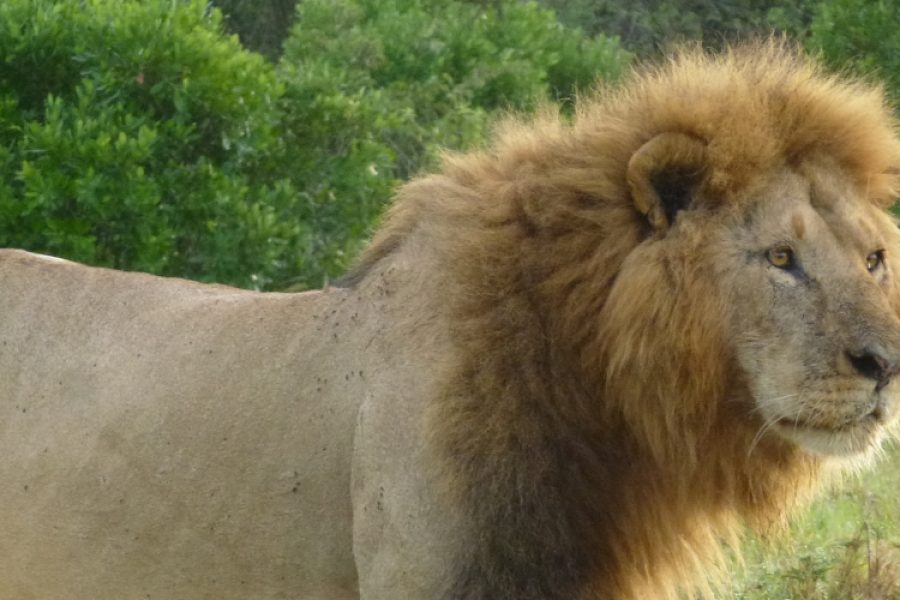 Perfect Kenya Budget Safari Group Sharing