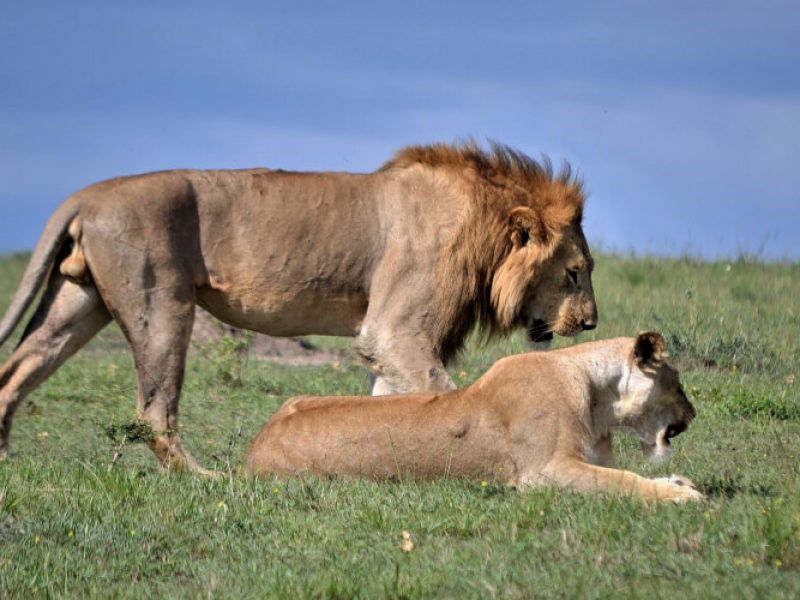 Best Destinations Kenya Safari