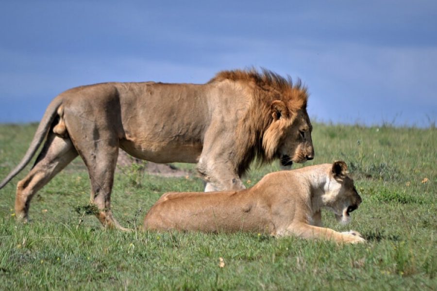 Best Destinations Kenya Safari