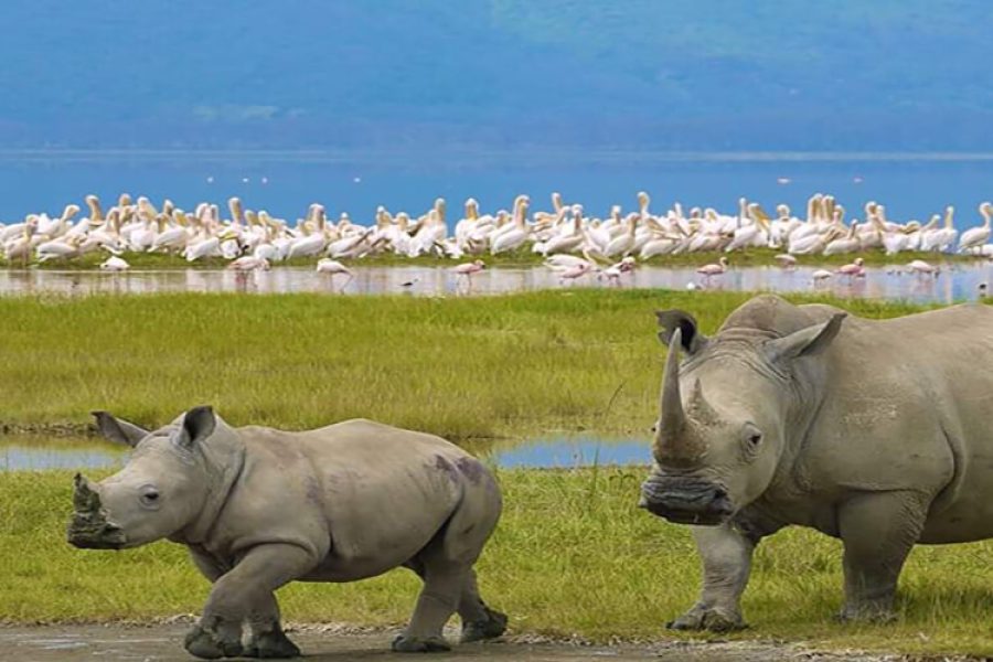 Kenya Budget Safari Mara