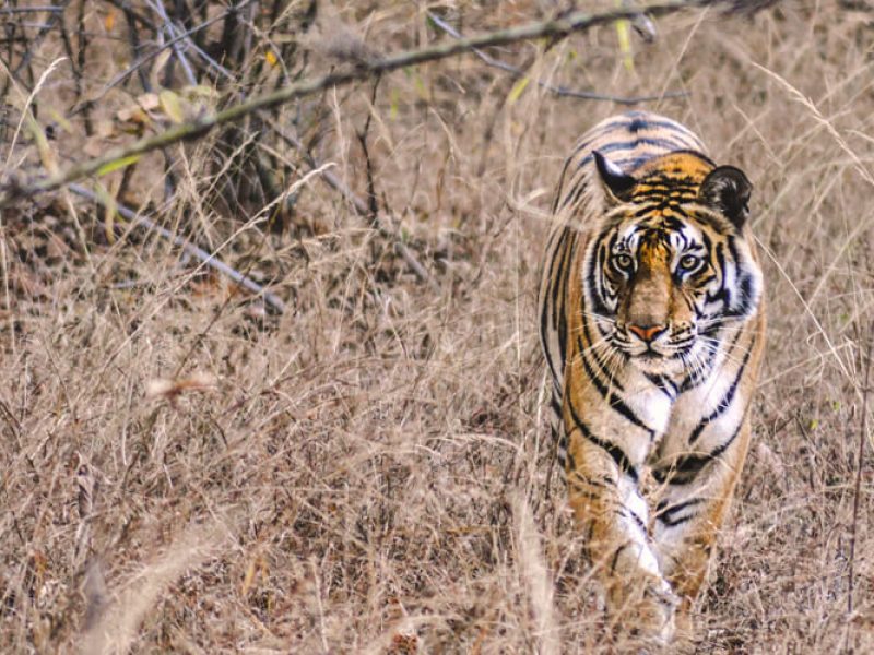 Tiger Trails tour in India