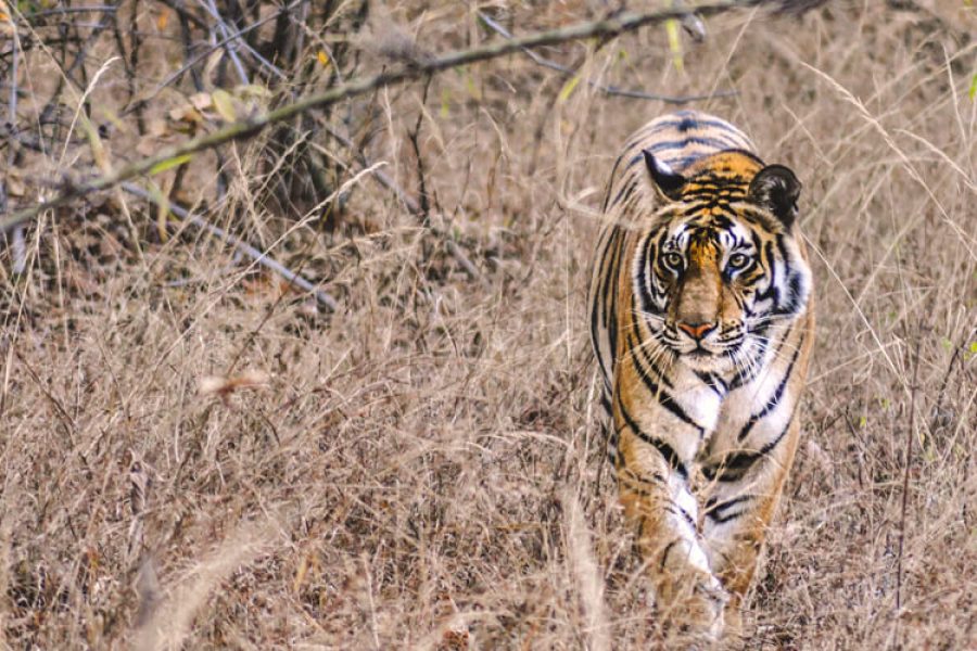 Tiger Trails tour in India