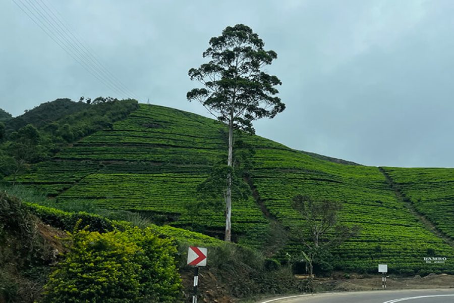 Private Nature Tour for Kandy Nuwara Eliya