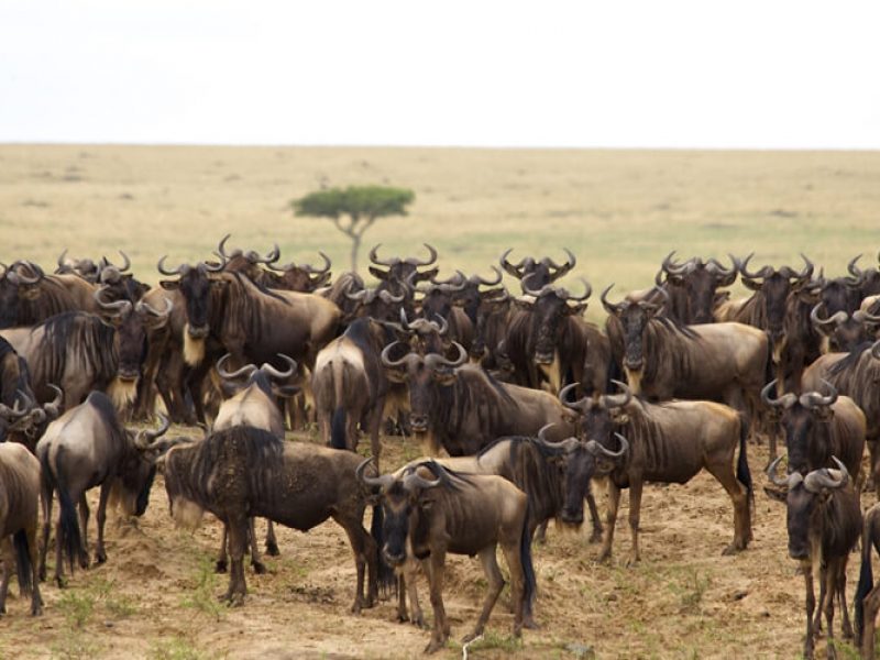 3 Days Budget Holiday Safaris Maasai Mara