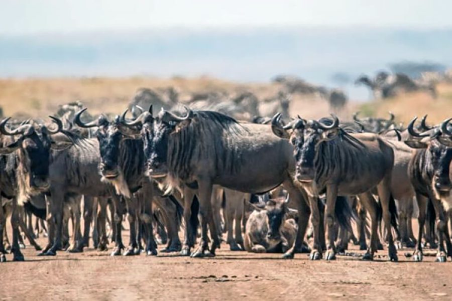 Serengeti Ngorongoro Crater and Lake Manyara Tanzania Safari