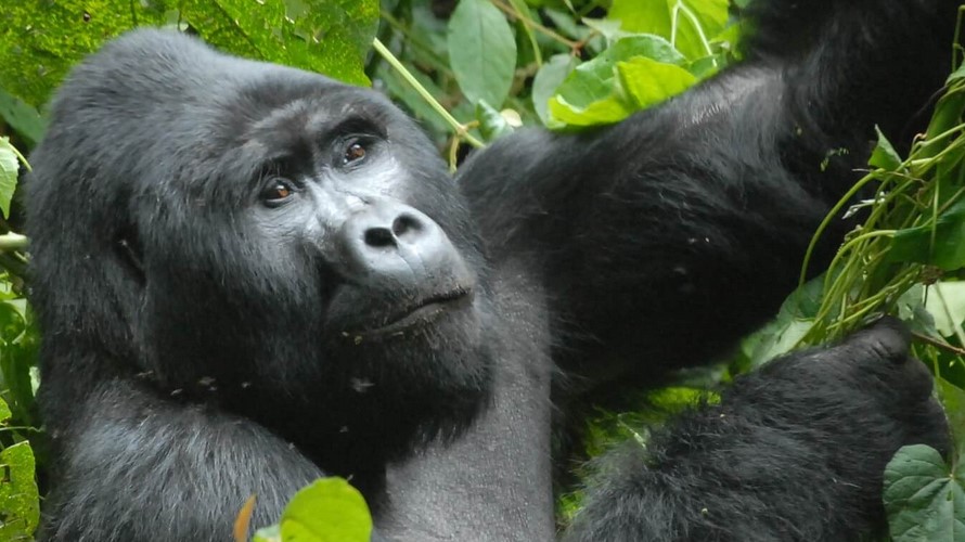 Day 4 : Gorilla Trekking in Bwindi Impenetrable National Park