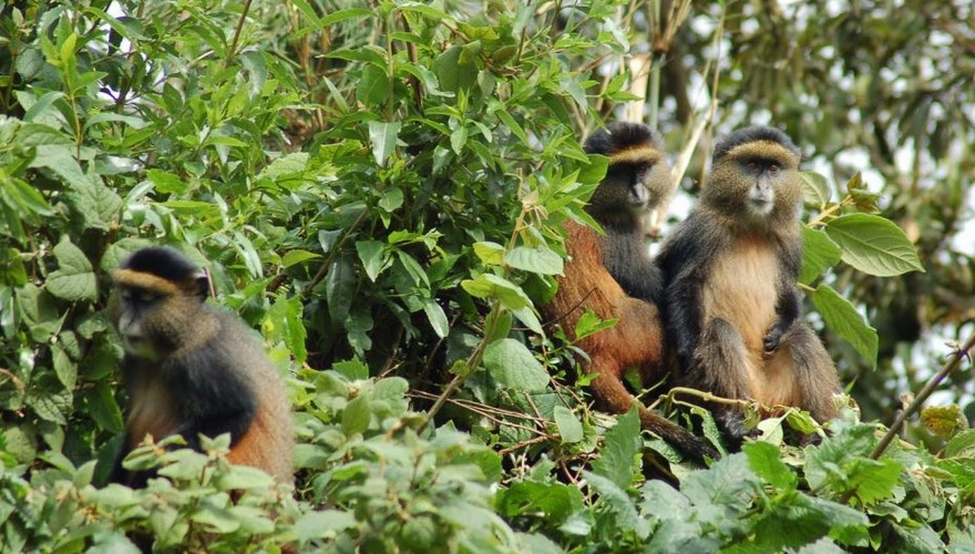 Day 5: Golden Monkey Trekking and Transfer to Kigali