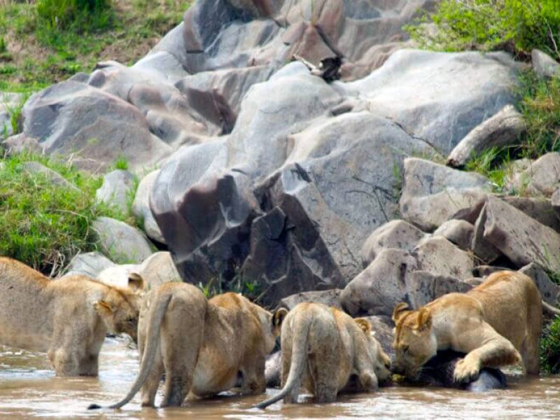 Nakuru Kenya Budget Safari