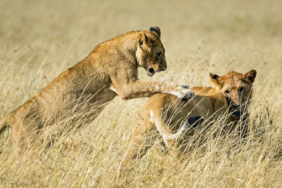 5 Days Kenya Budget Group Safari