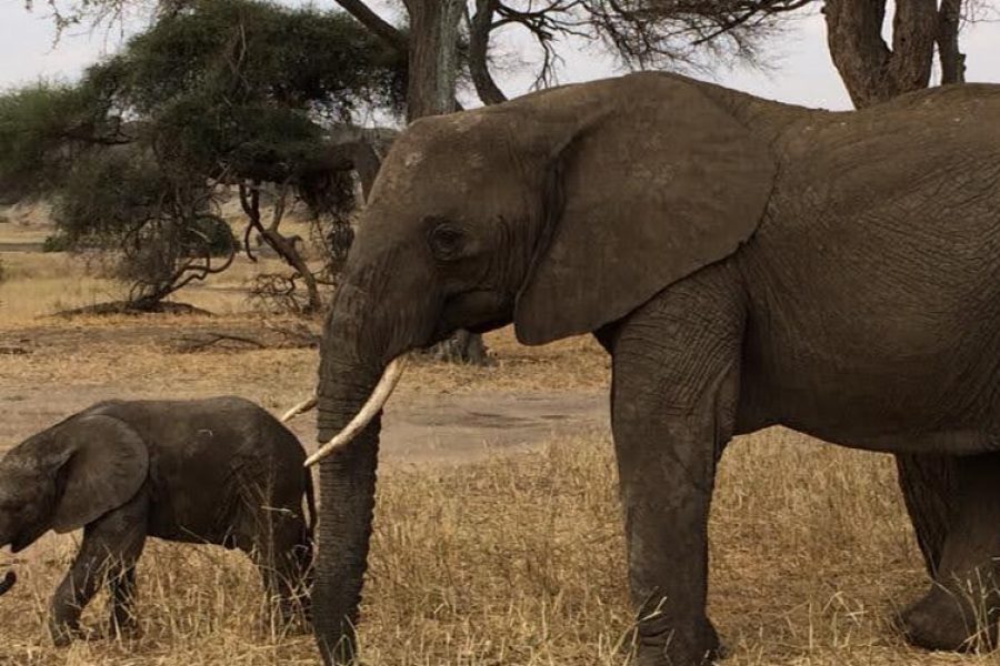 Ndutu Wildebeest Migration and Calving