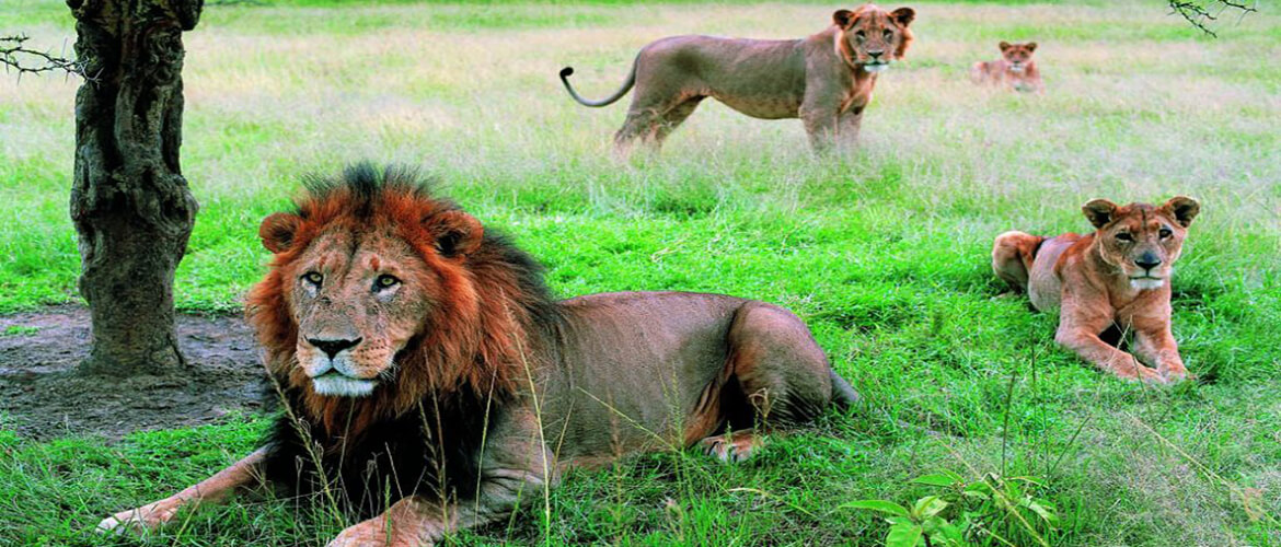  Days 1: Nairobi - Masai Mara national reserve