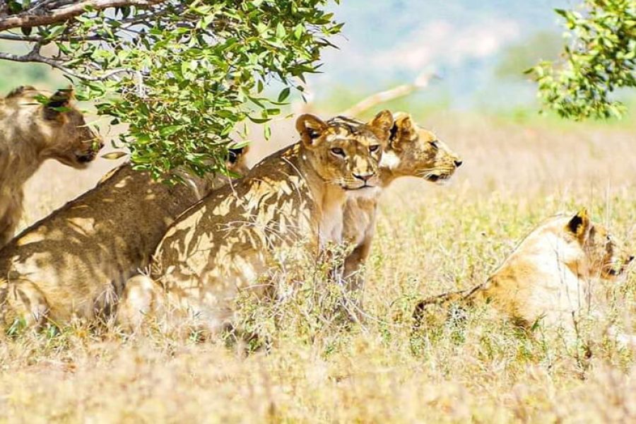 Kenya Budget Holiday Safaris