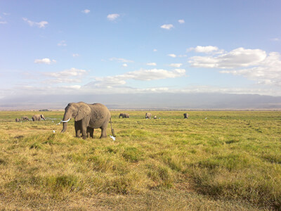 Day 1: Amboseli National Park