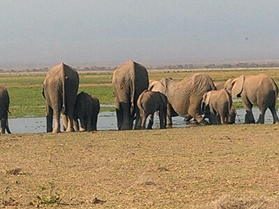 Day 2: Amboseli National Park - Tsavo West National Park