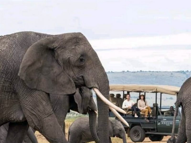 Magical Safari in Kenya and Tanzania