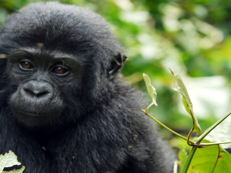 Gorillas Golden Monkeys and Chimpanzees Safari