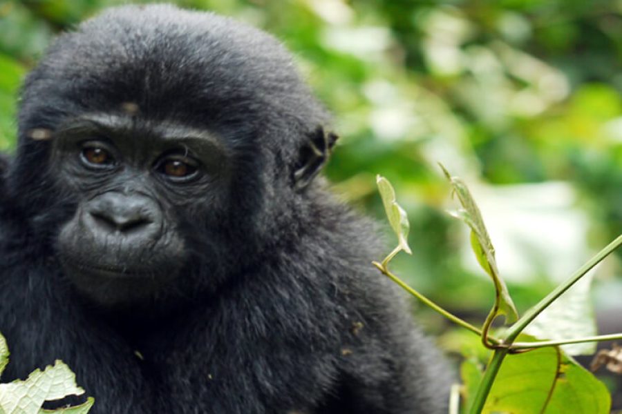 Gorillas Golden Monkeys and Chimpanzees Safari