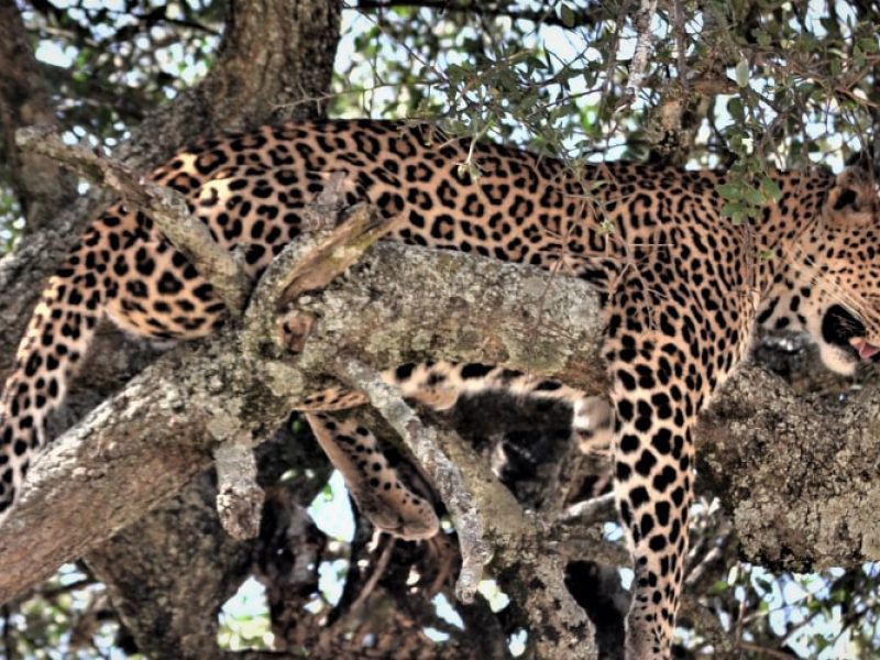 Kenya Budget Safari Package Wildlife Adventure