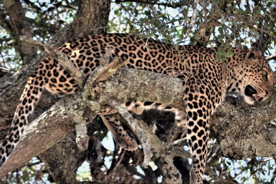 Kenya Budget Safari Package Wildlife Adventure