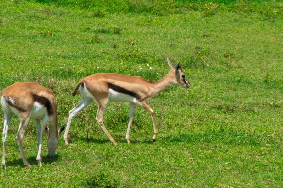 Northern Serengeti Wildebeest Migration Tanzania