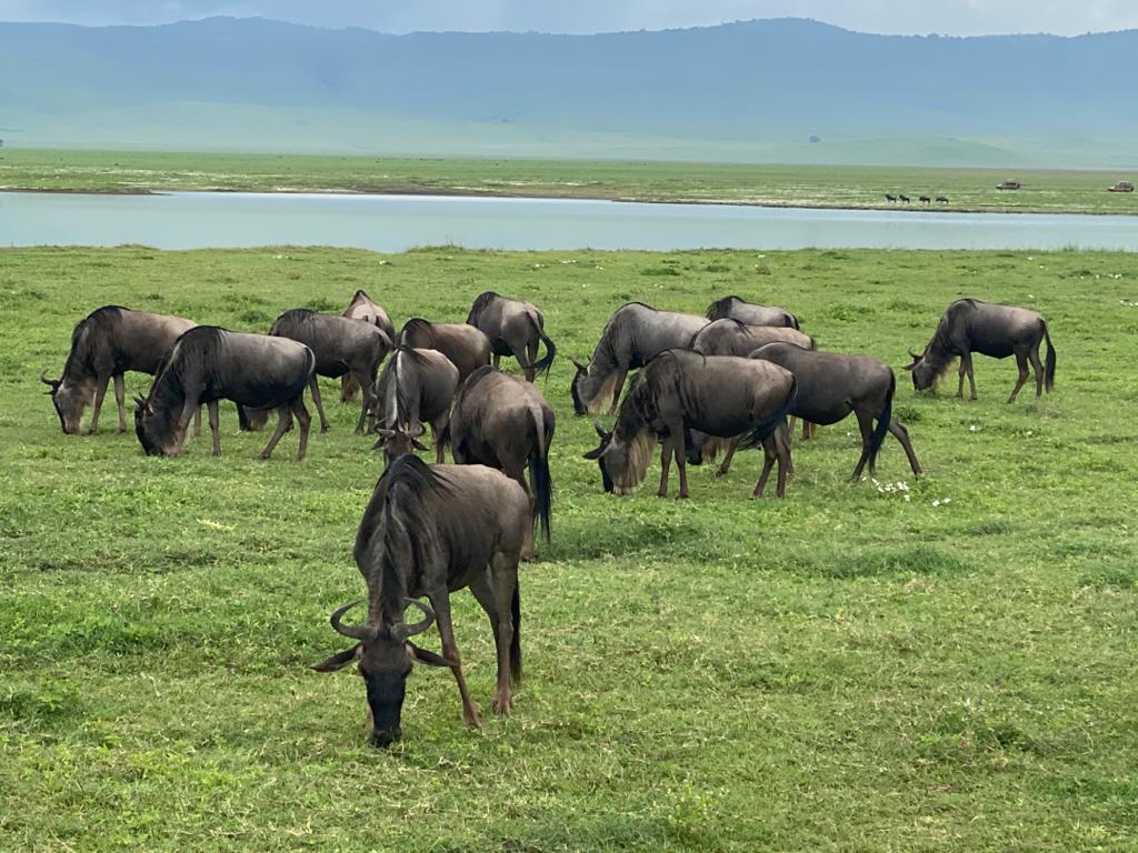 DAy 3:  Tarangire to Serengeti National Park(Central Serengeti)