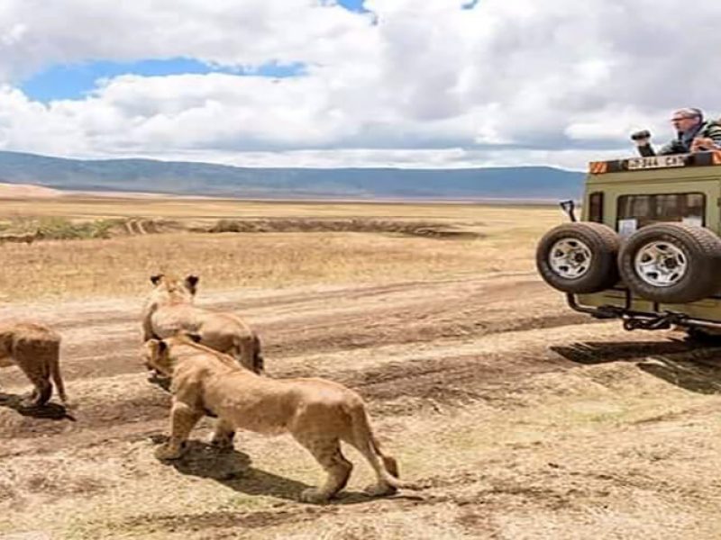 Great Kenya Safaris Holiday