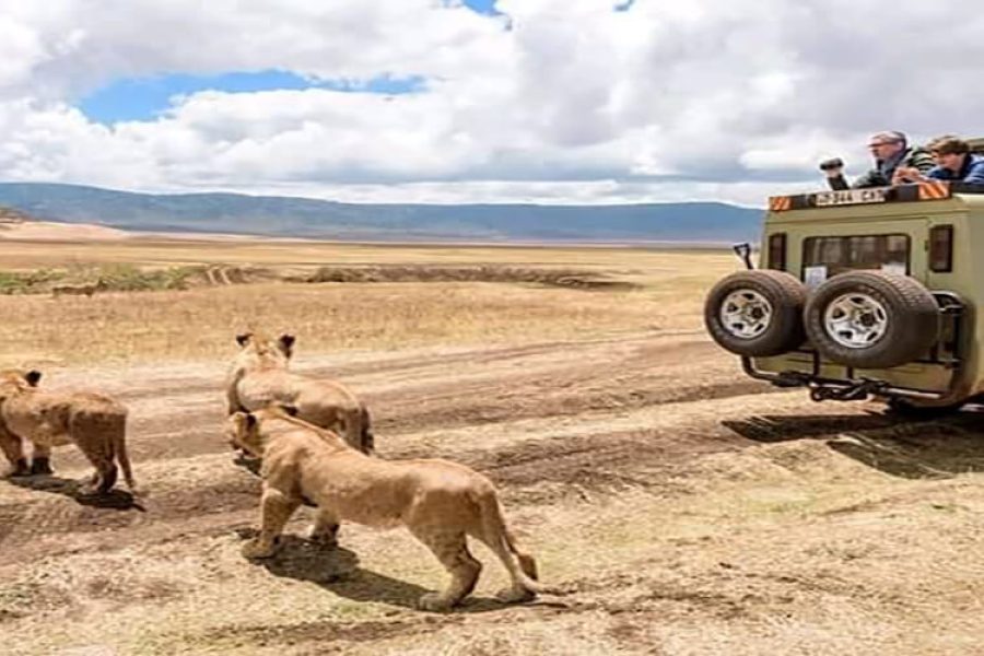 Great Kenya Safaris Holiday
