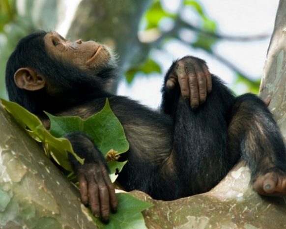 Day 02: Chimpanzee Tracking and Bigodi Community walk