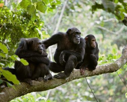 Day 3: Chimpanzee Tracking in Kyambura Gorge