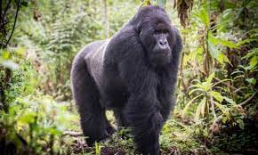 DAY 1: Transfer to Bwindi for the 3 Day Uganda Gorilla Trekking Tour 