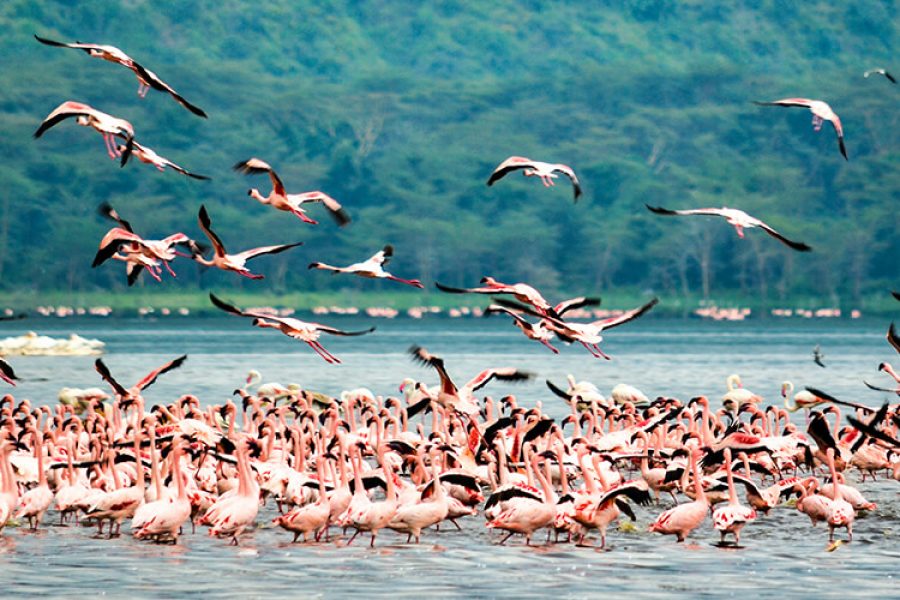 Family Budget Kenya Safari