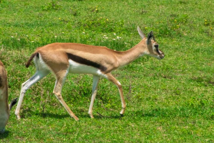 Tanzania and Zanzibar Safari