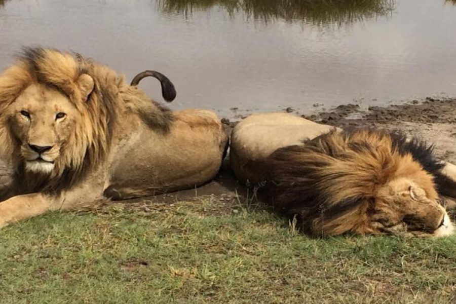 Flying Package from Arusha to Serengeti National Park