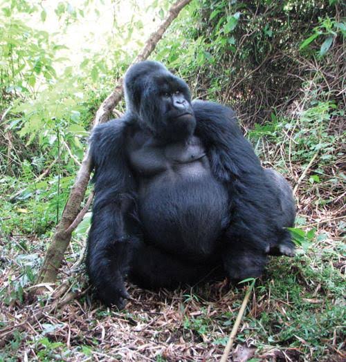 DAY 2: Gorilla Tracking in Bwindi National Park