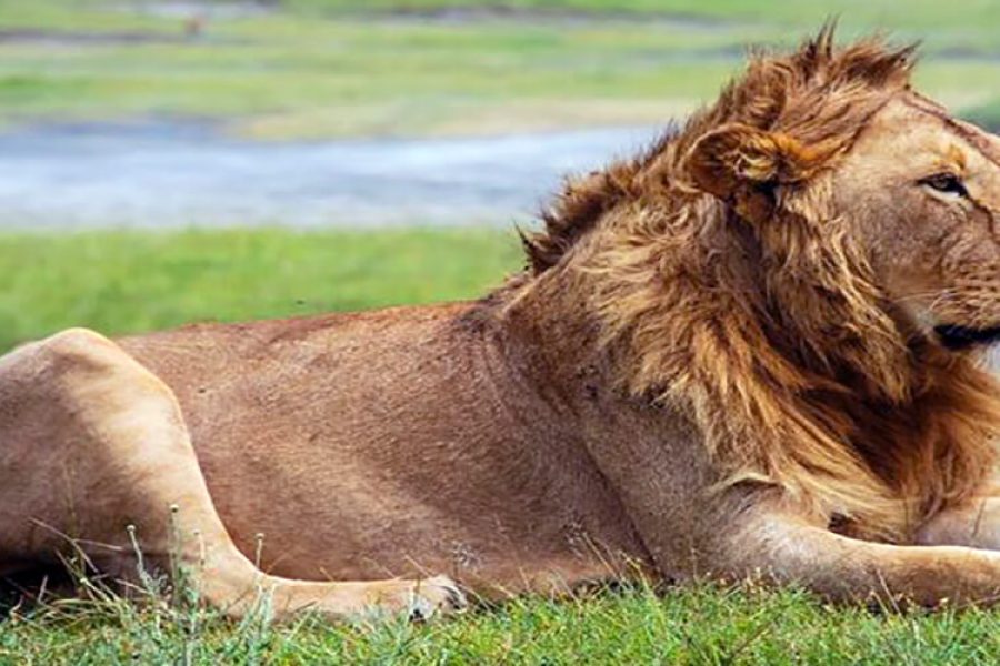 Safari To Ngorongoro Crater