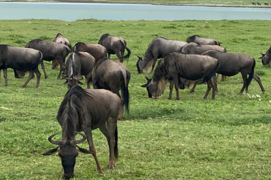 Lake Manyara National Park