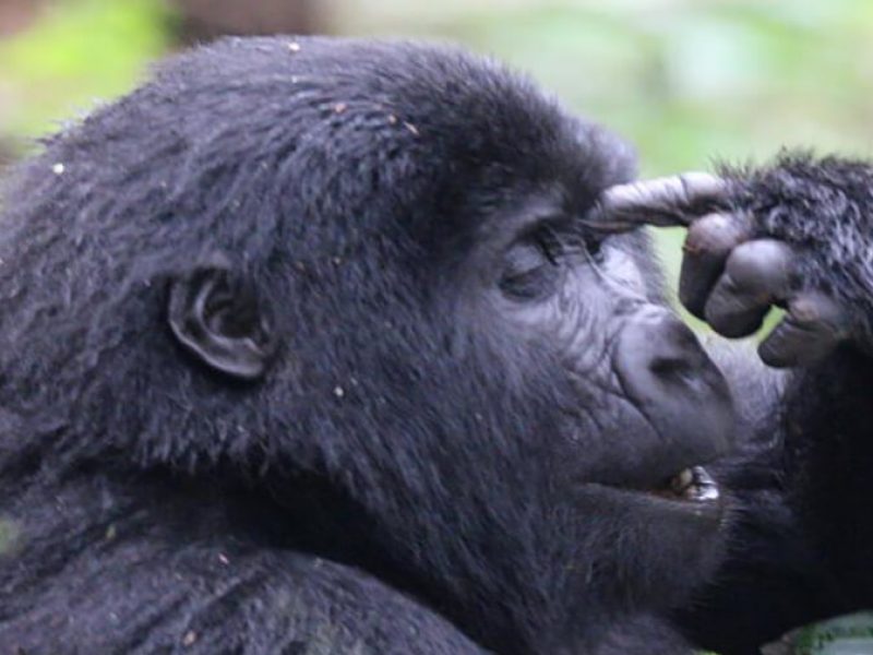 Unforgettable Gorilla Habituation Experience