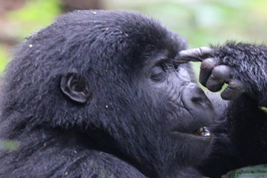 Unforgettable Gorilla Habituation Experience