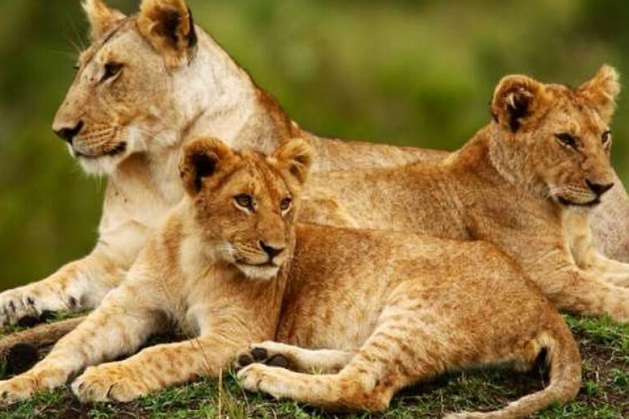 Safari in Kenya and Tanzania