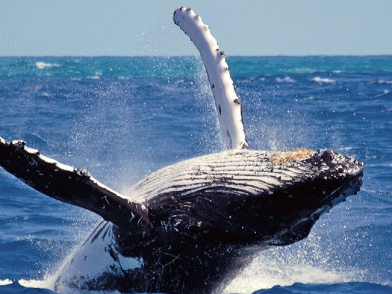 Blue Whales and Wildlife Safari in Yala Bundala and Kumana