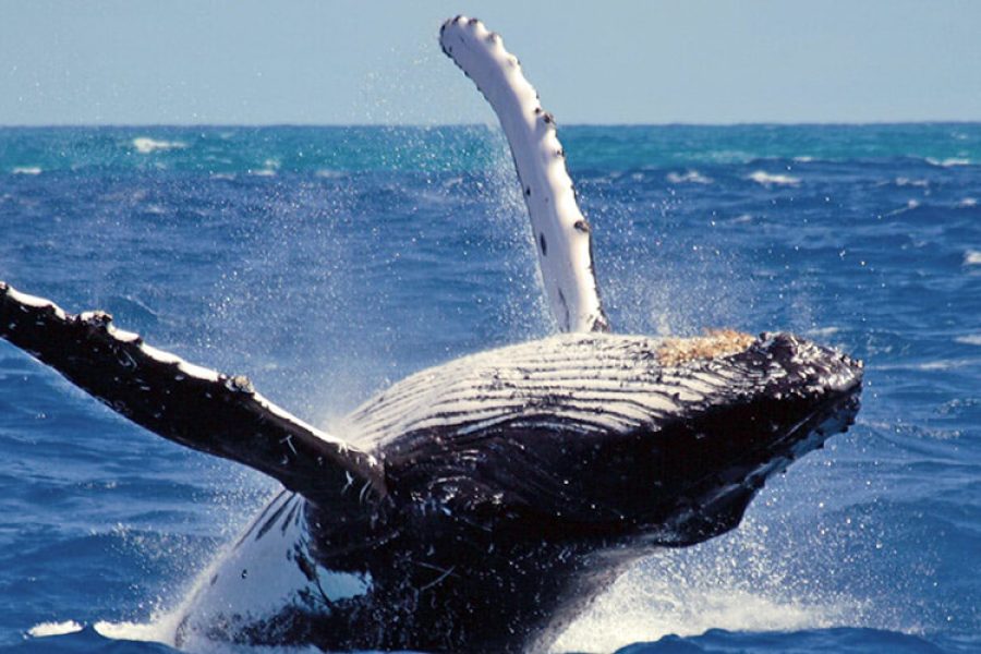 Blue Whales and Wildlife Safari in Yala Bundala and Kumana