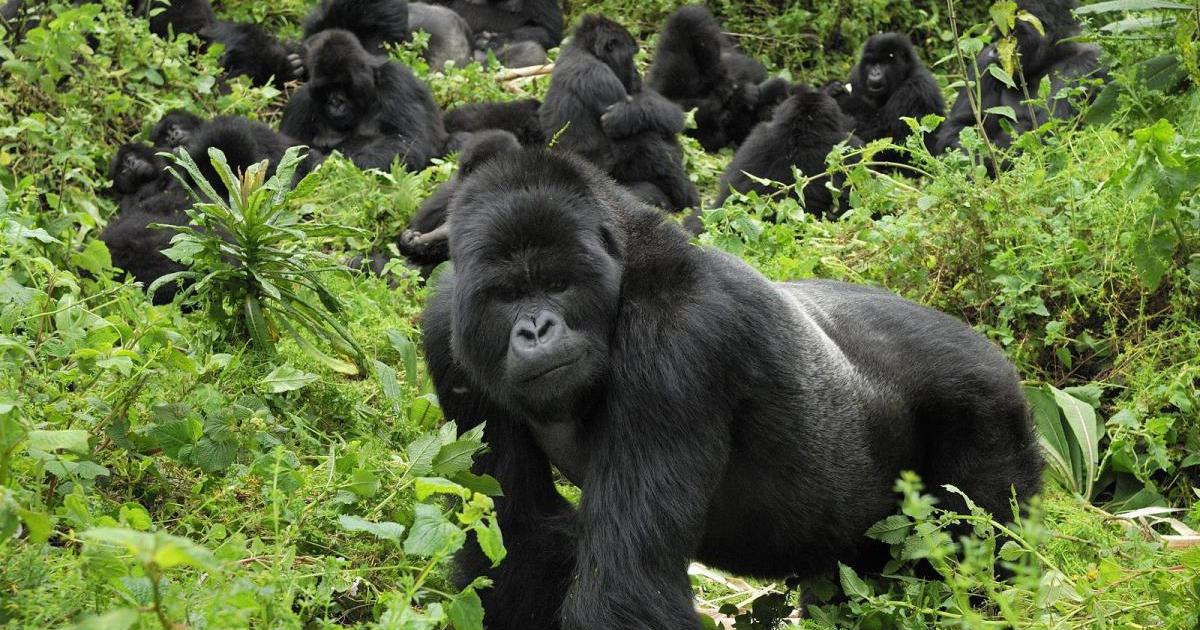 Gorillas and Chimps Safari